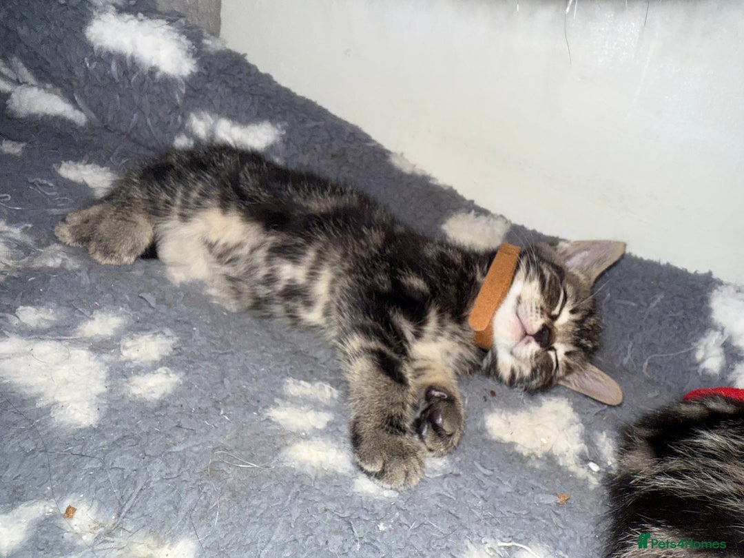 Mixed Breed cats for sale: Beautiful Kittens for sale!  - Image 11
