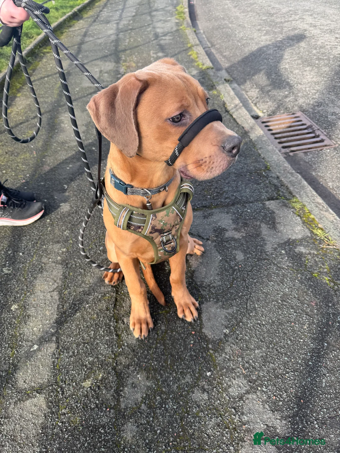 Mixed Breed dogs for sale: Male Rhodesian cross cane Corso  in Manchester - Advert 2