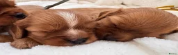 Cavalier King Charles Spaniel dogs for sale: Beautiful red KC boys health tested parents 😍🐶😍 in Swanley - Advert 1