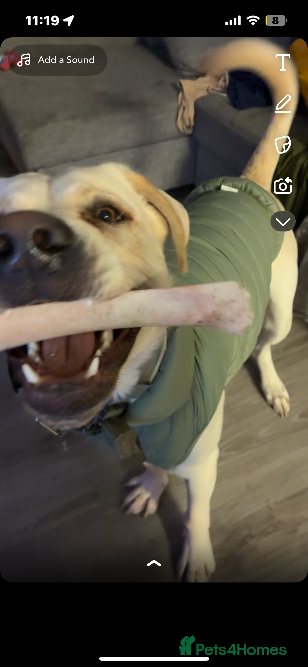 Mixed Breed dogs for sale: Marley for sale - Advert 1