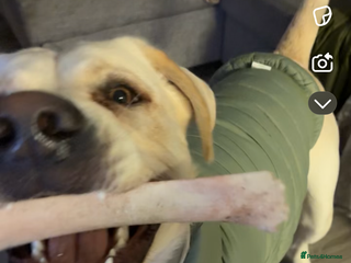 Mixed Breed dogs Marley for sale - Advert 1