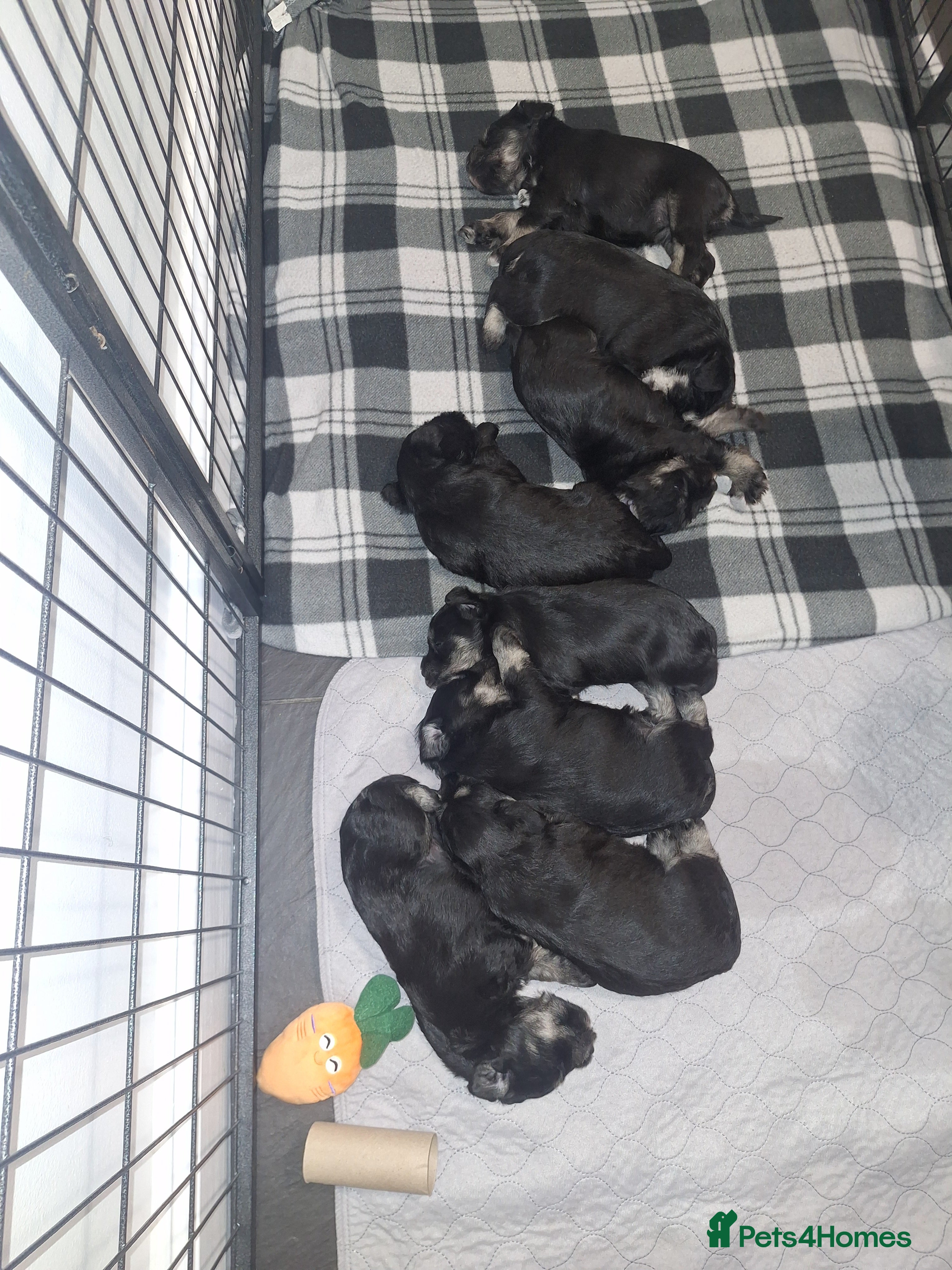 Miniature Schnauzer dogs 8 adorable miniature schnauzer puppies  - Advert 5