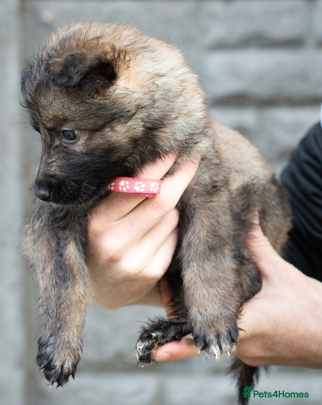 German Shepherd dogs for sale: German Shepherd Puppies - Image 19
