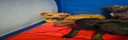 Bandog dogs for sale: 4 Beautiful Mastiff cross American bulldogs  in Darwen - Advert 4