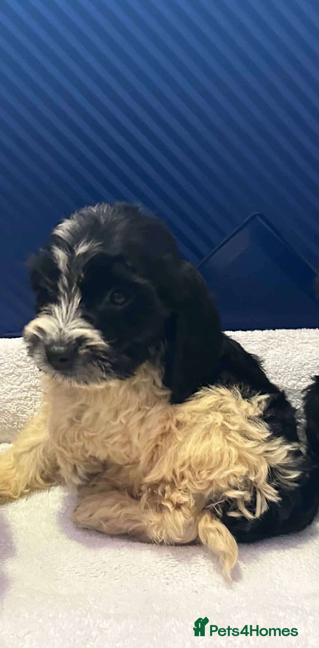 Cockapoo dogs for sale: 6 Beautiful cockerpoos puppies  - Image 4