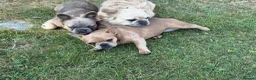 French Bulldog dogs for sale: 2 gorgeous French bulldog puppies *REDUCED* - Advert 9