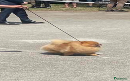 Pomeranian dogs for sale: Beautiful Little Boy Pomeranian - Image 8