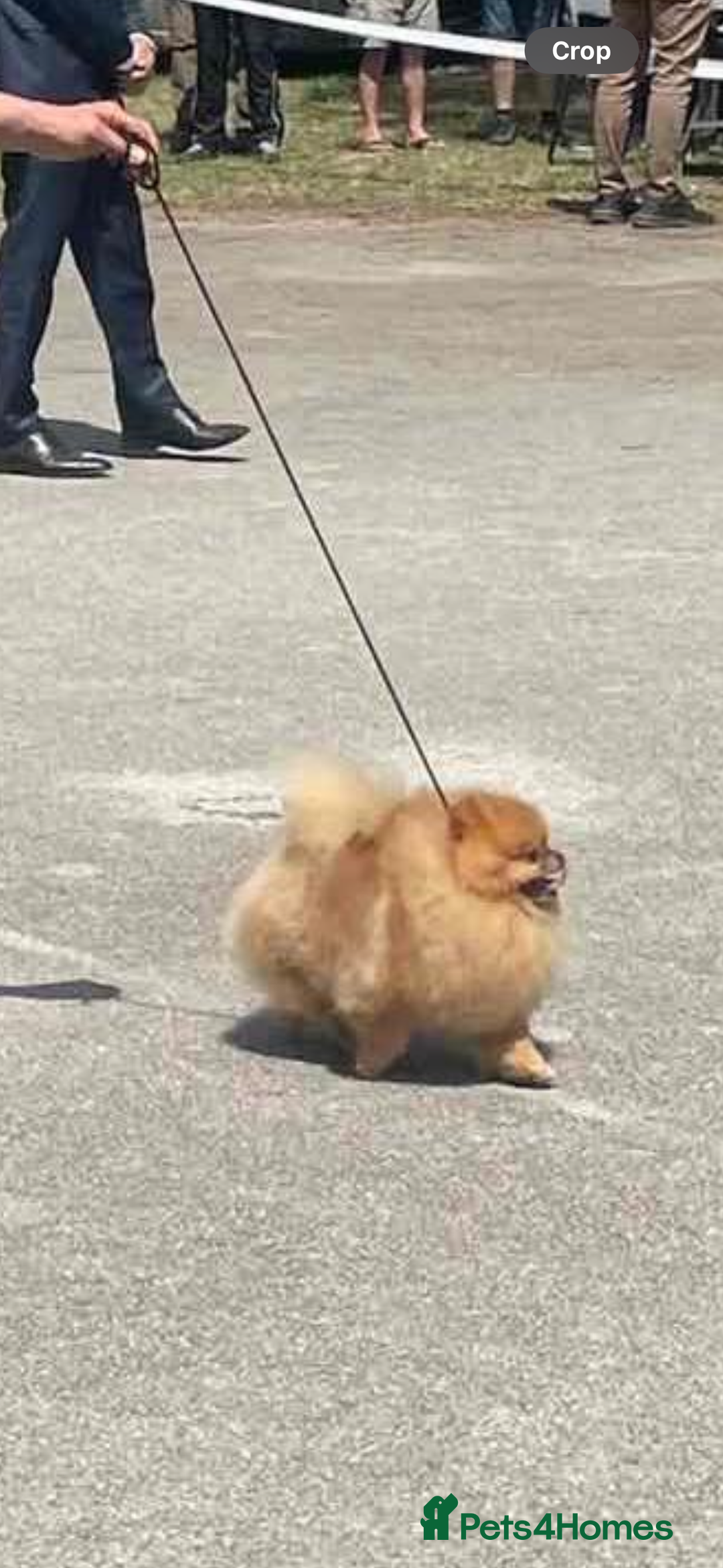Pomeranian dogs for sale: Beautiful Little Boy Pomeranian - Image 8