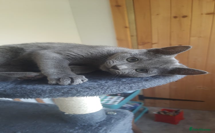 Russian Blue cats - Advert 7