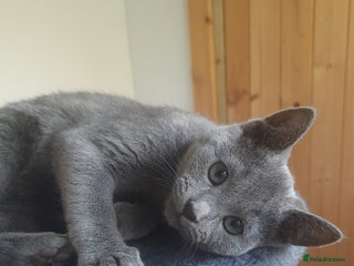 Russian Blue cats - Advert 1