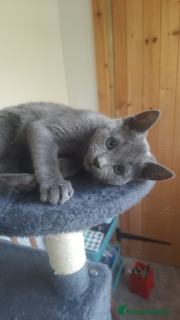 Russian Blue cats - Advert 1