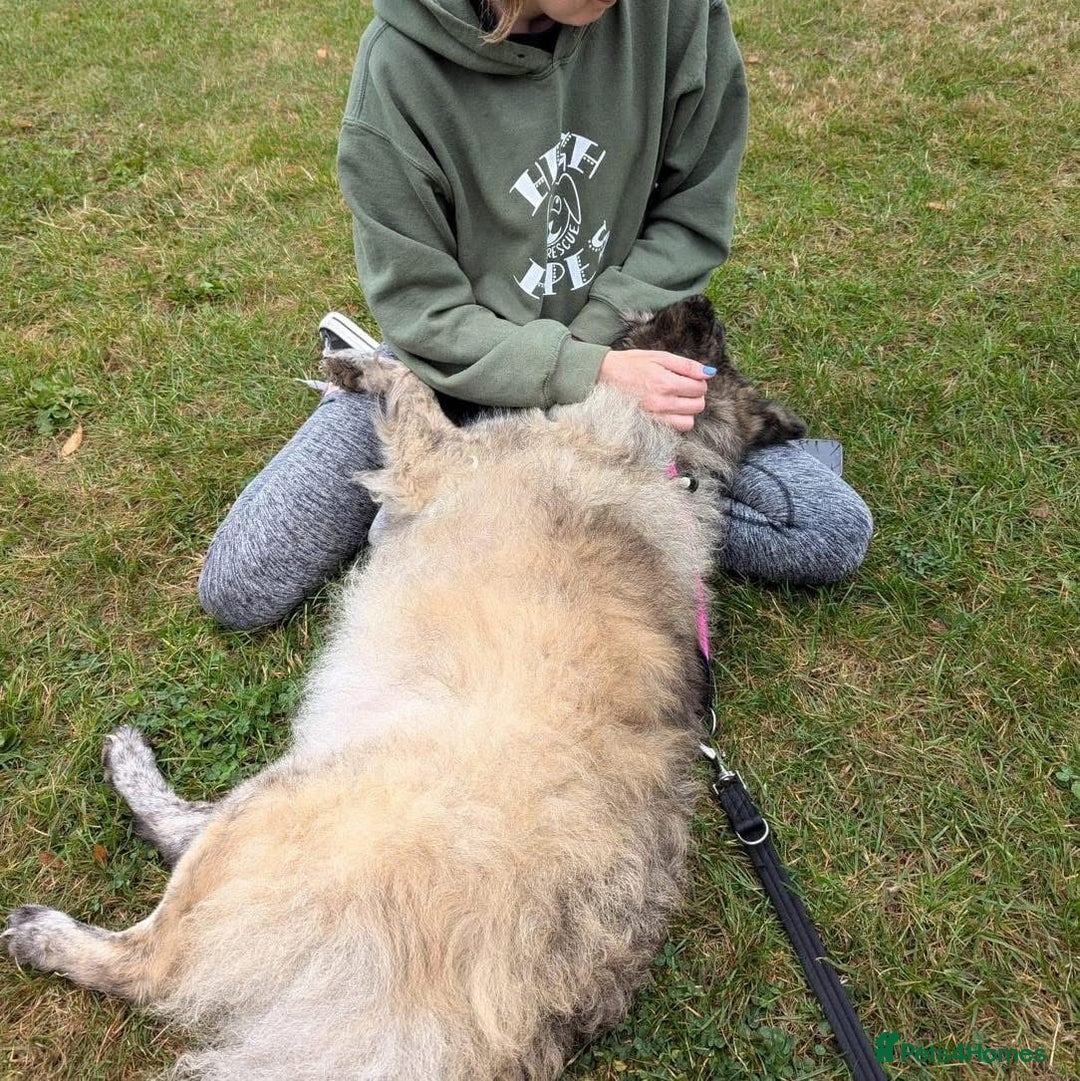 Mixed Breed dogs for adoption: Luna Chow - the people's princess 💜 in Kidderminster - Advert 10