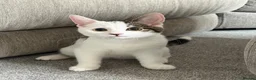 Mixed Breed cats for sale: Mixed Breed 17 Week Old Male Kitten - Advert 11