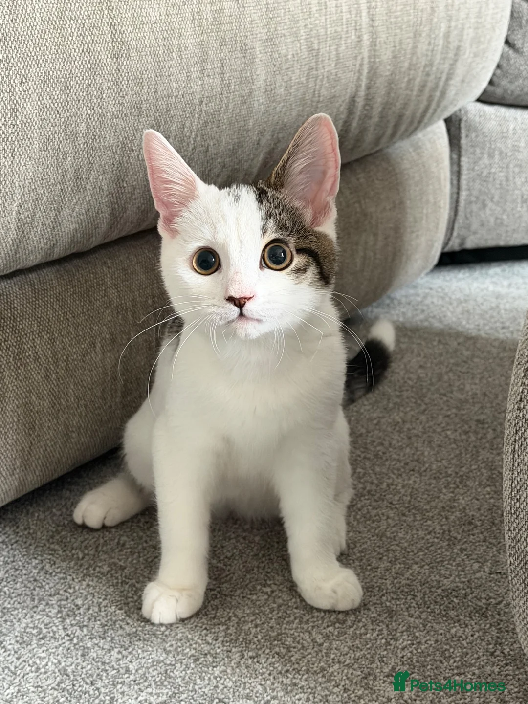 Mixed Breed cats for sale: Mixed Breed 17 Week Old Male Kitten - Advert 11