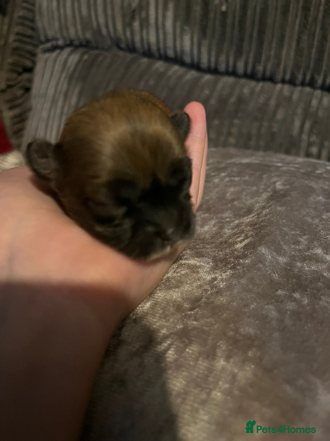 Lhasa Apso dogs for sale: 4 stunning Lhasa  boys  - Image 4