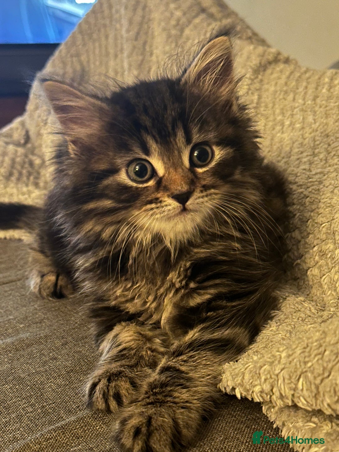 Siberian cats for sale: Beautiful Siberian Kitten – Baby Boy ✨ - Advert 4
