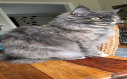 Maine Coon cats for sale: Beautiful Maine Coon female - Image 2