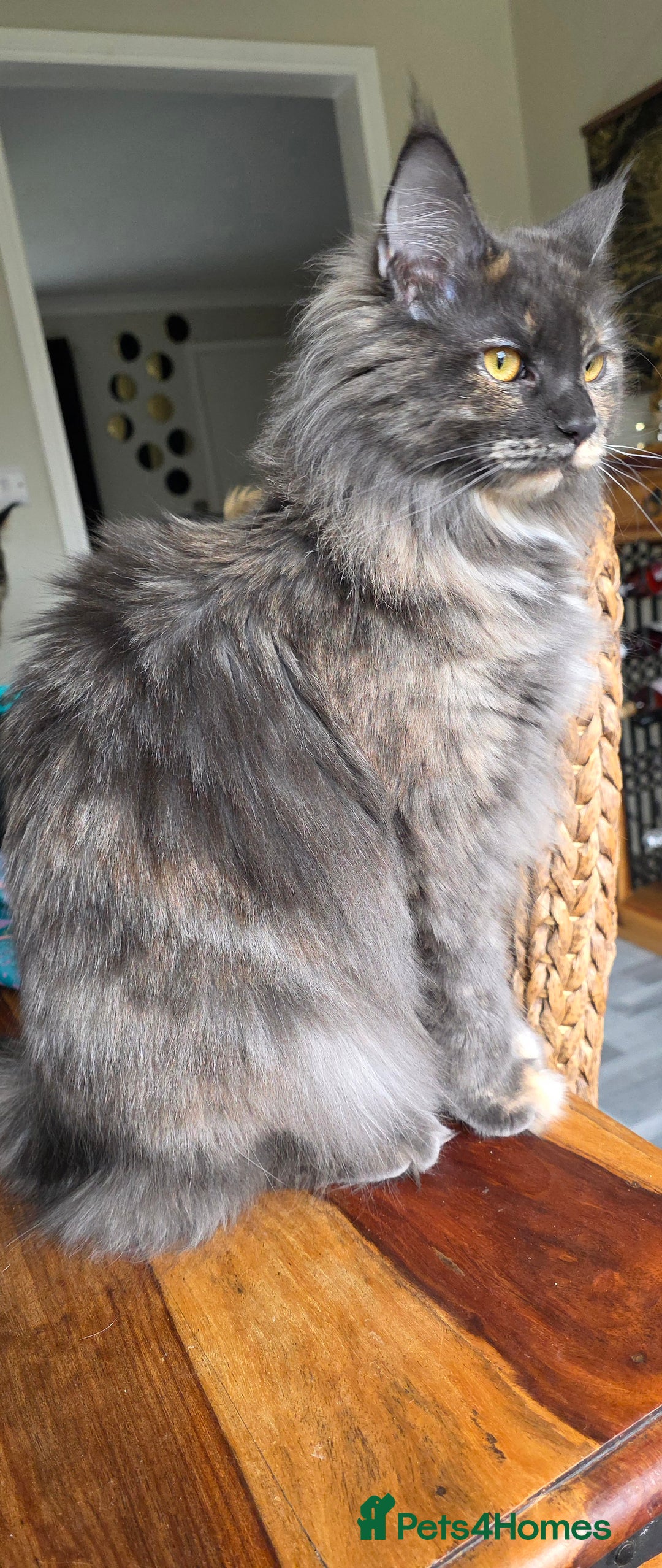 Maine Coon cats for sale: Beautiful Maine Coon female - Image 2