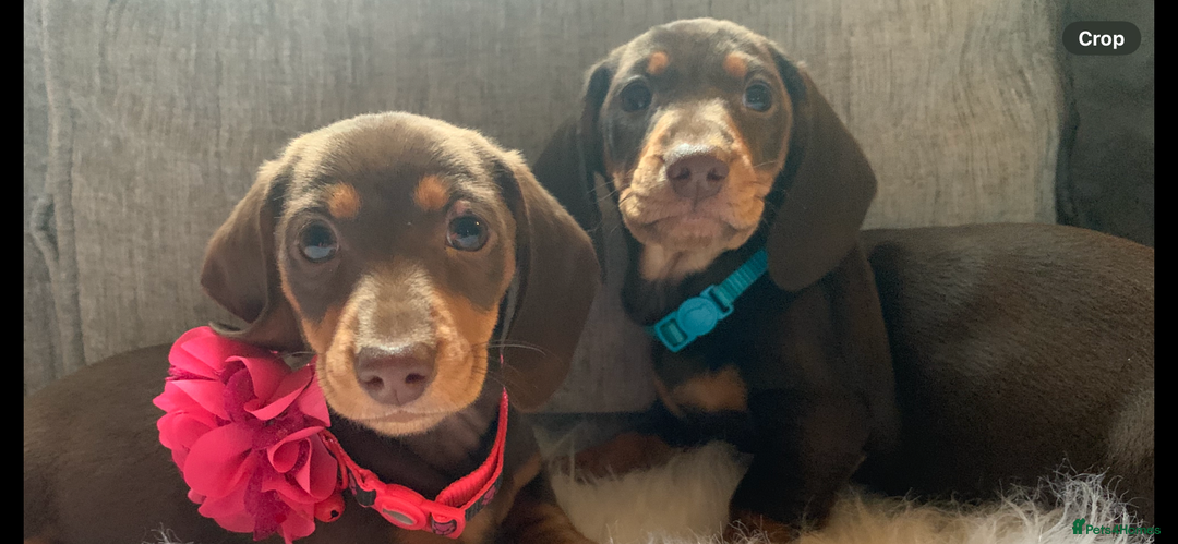 Miniature Dachshund dogs for sale: Minature Dashound boy&girl Ready Now - Image 2