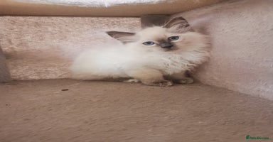 Ragdoll cats - Advert 12
