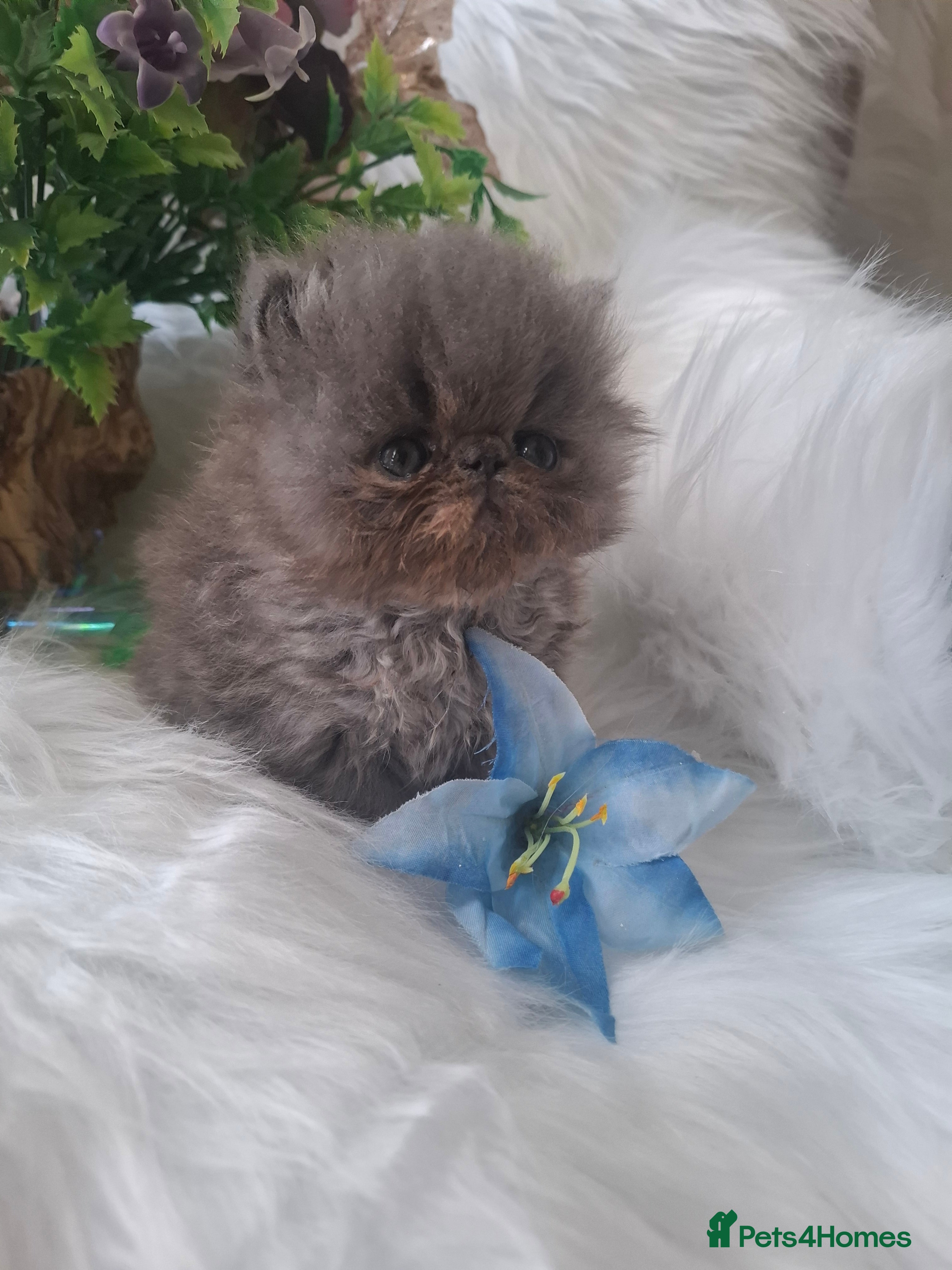 Persian cats Persian kittens  - Advert 4