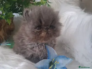 Persian cats Persian kittens - Advert 4