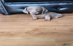 Dachshund dogs for sale: Isabella dachshunds puppies for sale! - Image 2