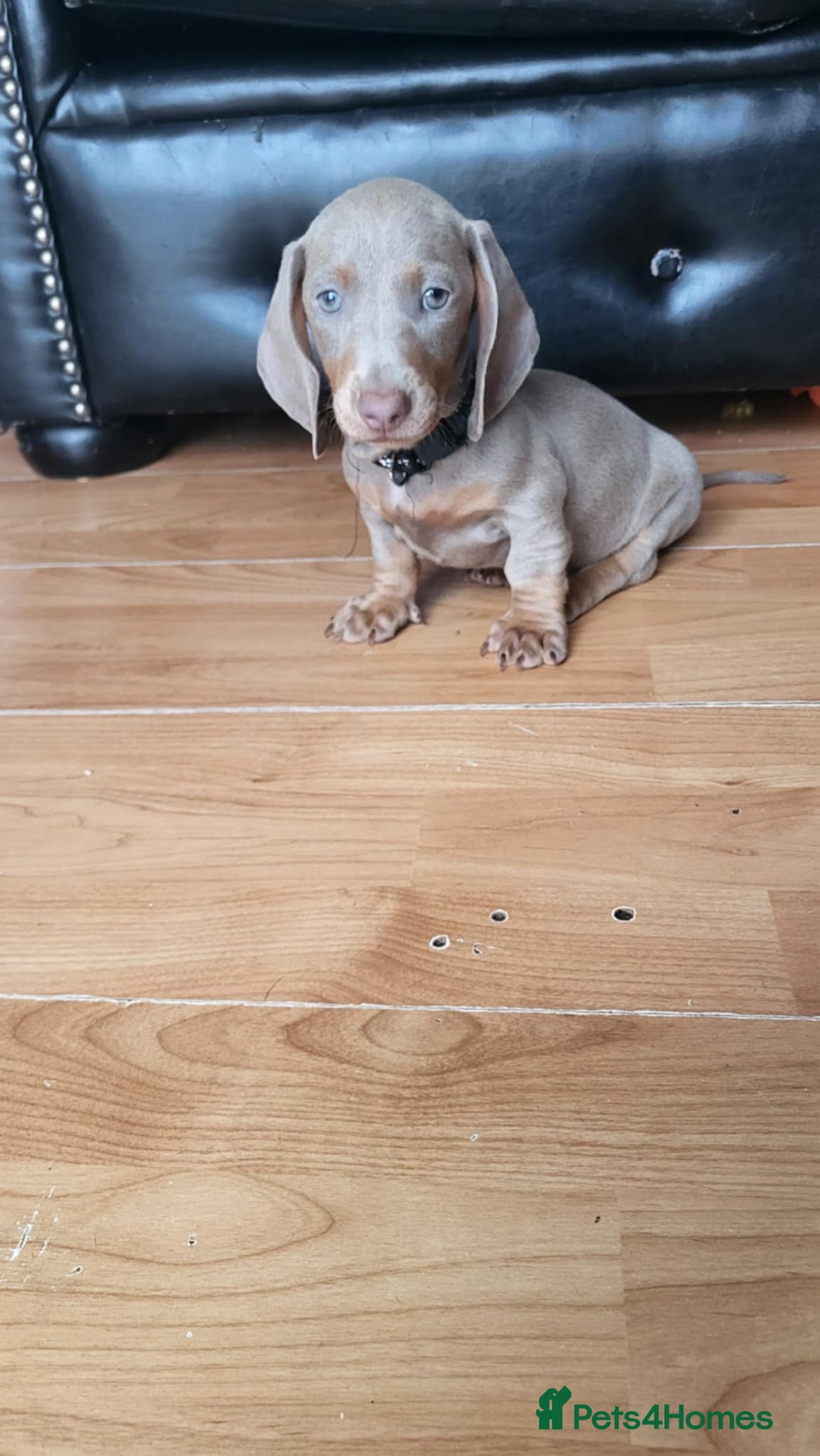 Dachshund dogs for sale: Isabella dachshunds puppies for sale! - Image 2
