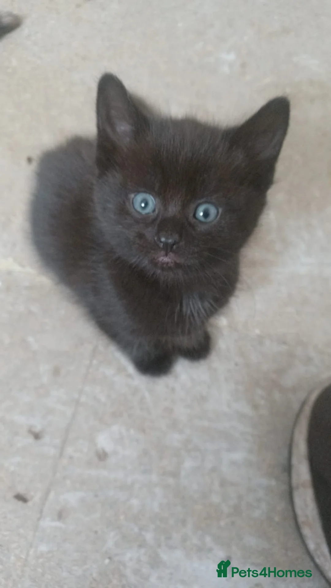 Mixed Breed cats for sale: 8 week old female kitten  - Advert 2