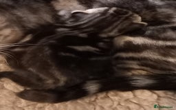 British Shorthair cats for sale: A GCCF Registered beauty - Image 2