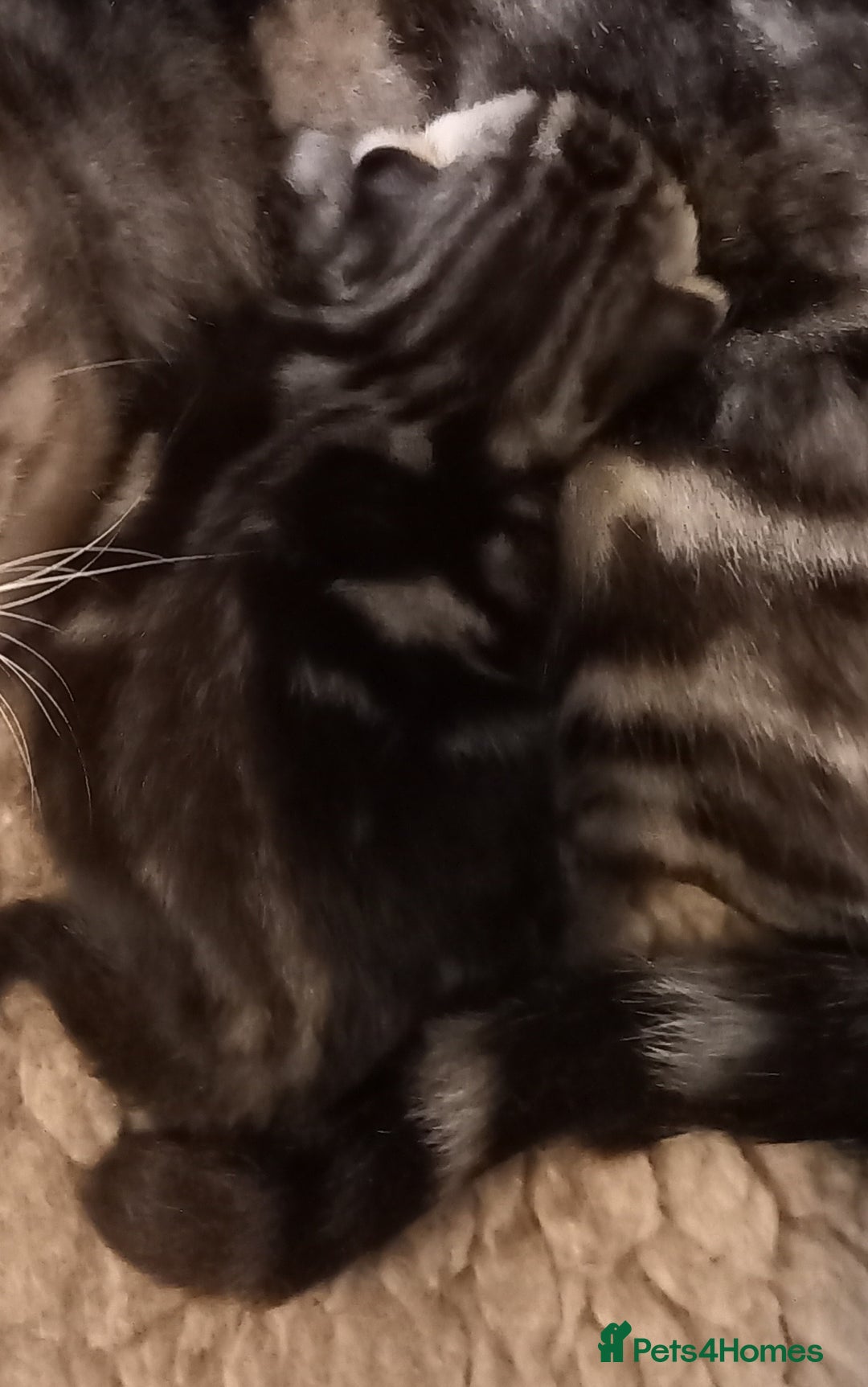 British Shorthair cats for sale: A GCCF Registered beauty - Image 2
