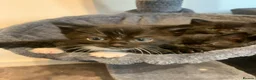 Mixed Breed cats for sale: Beautiful kittens looking for homes ! 2 girls 1boy - Advert 7