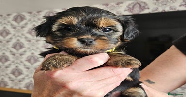 Morkie dogs - Advert 2