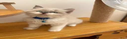 Ragdoll cats for sale: Beautiful Ragdoll cat - Advert 14