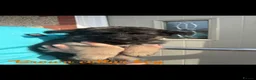 German Shepherd dogs for sale: German Shepherd Puppy’s in Barnsley - Advert 8