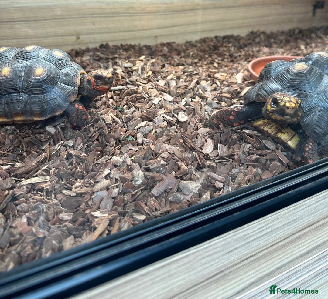Tortoise reptiles for sale: Two beautiful redfoots - Image 1