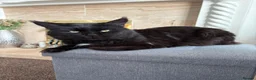 Maine Coon cats for sale: Beautiful male black maine Coon kitten - Advert 10