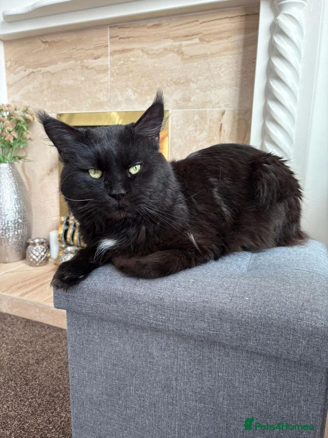 Maine Coon cats for sale: Beautiful male black maine Coon kitten - Advert 10