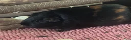 Guinea Pig rodents for sale: 2 FEMALE Guinea Pigs MUST BE REHOMED TOGETHER  - Advert 2