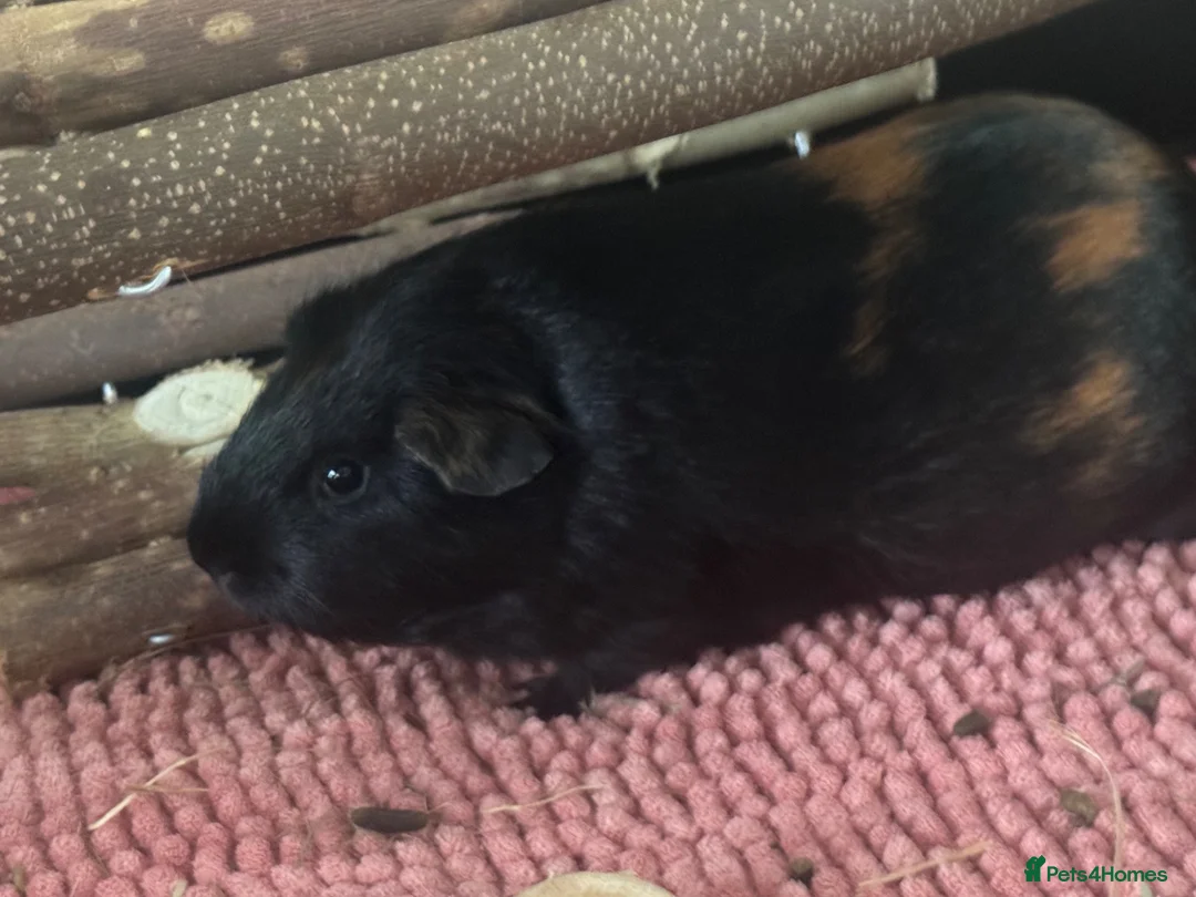 Guinea Pig rodents for sale: 2 FEMALE Guinea Pigs MUST BE REHOMED TOGETHER  - Advert 2