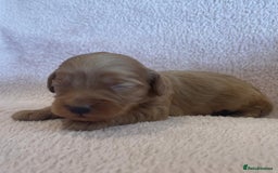 Cockapoo dogs for sale:  Teddy Bear type Cockapoos. - Image 10