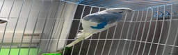 Budgerigars birds for sale: Few pair of budgies with cage  - Advert 4