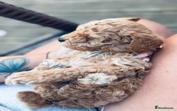 Cavapoo dogs for sale: 1 beautiful curly haired toy poodle boy - Image 9