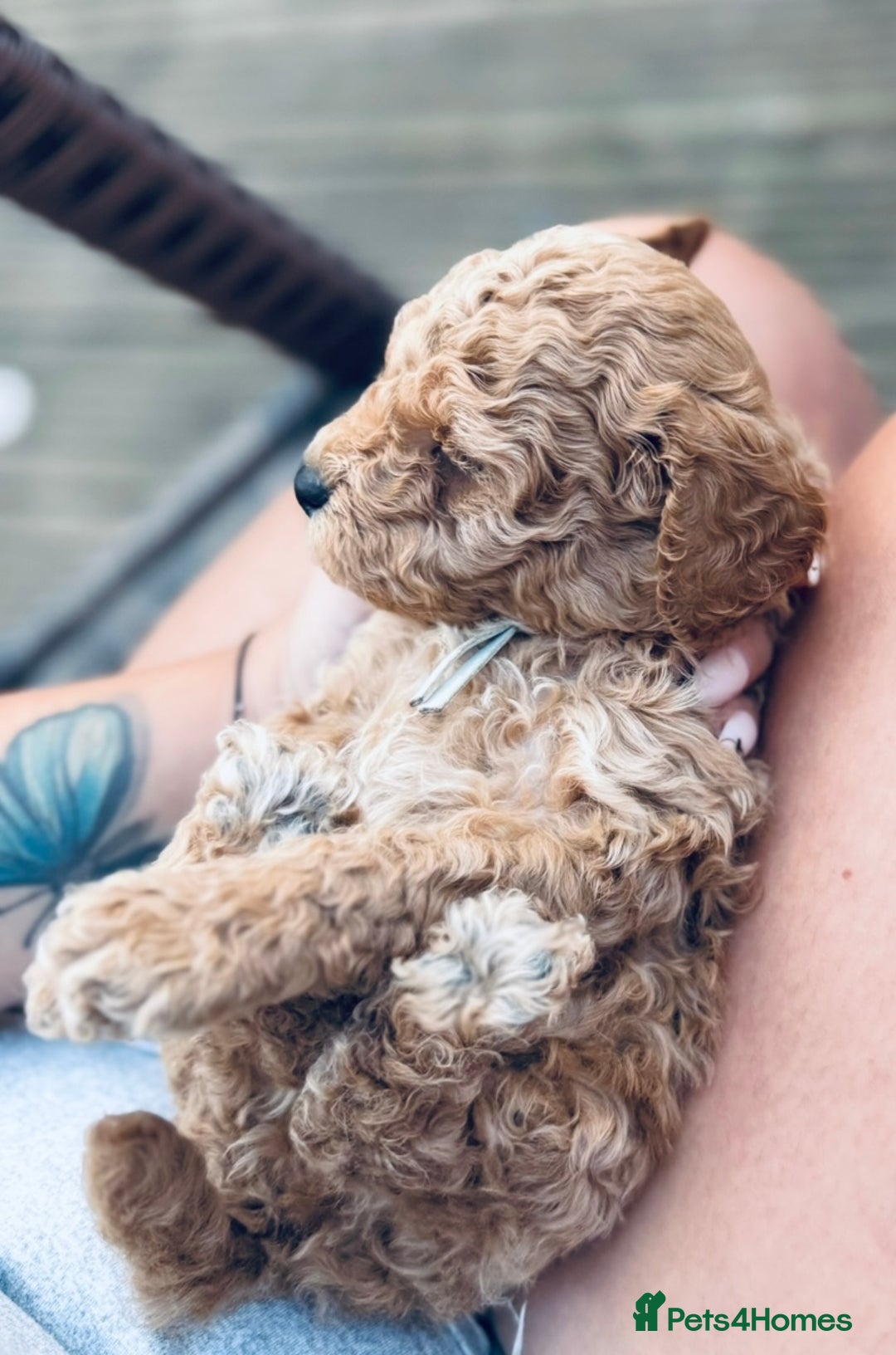 Cavapoo dogs for sale: 1 beautiful curly haired toy poodle boy - Image 9