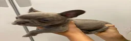 French Bulldog dogs for sale: Frenchie puppy's  in Epsom - Advert 12
