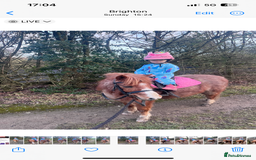 Welsh Section A horses for sale: Toni The Pony 10.3hh Mare 🦄 - Image 12