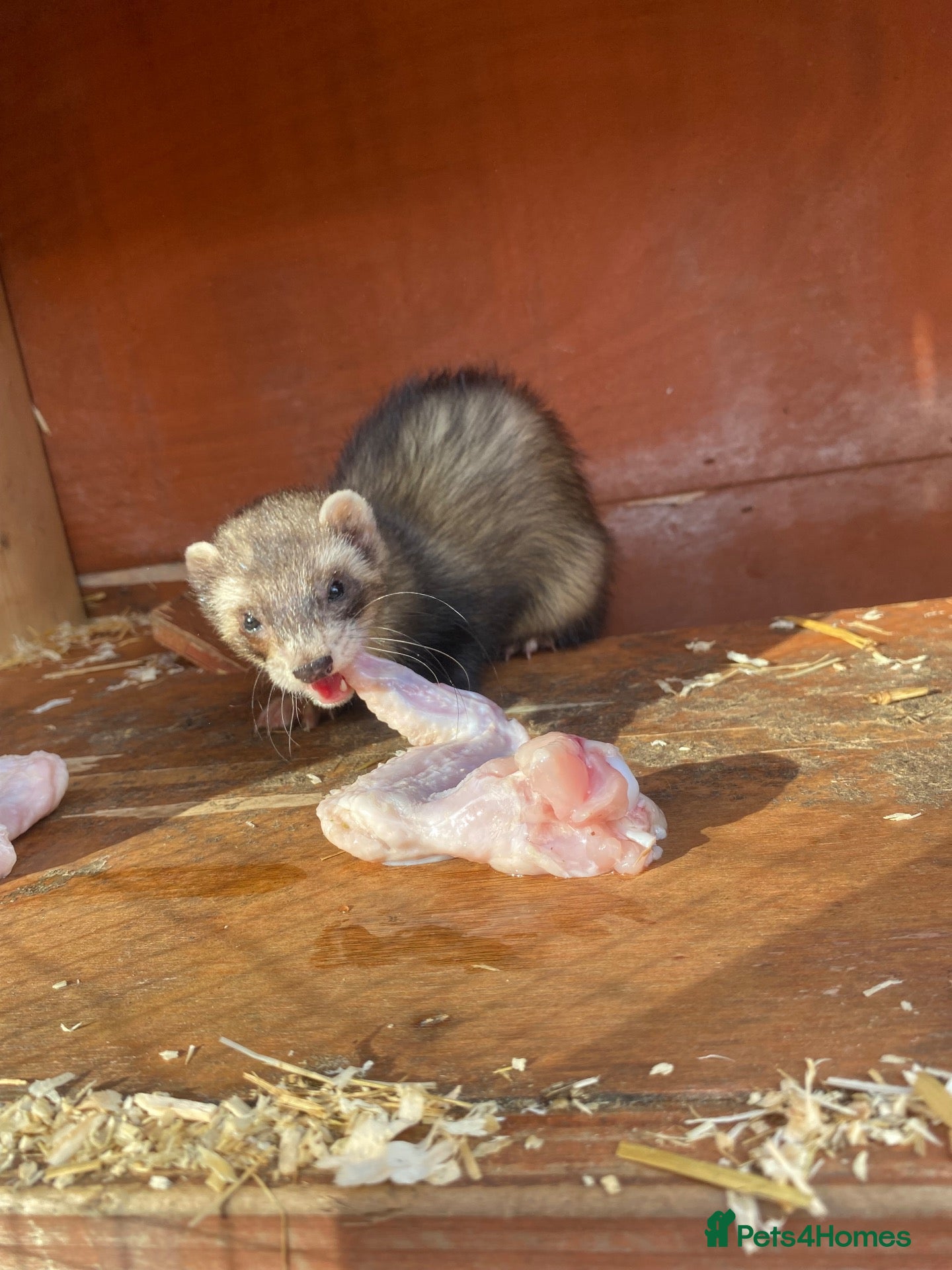 Ferret rodents Male Ferret - Rocket  - Advert 1