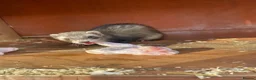 Ferret rodents for sale: Male Ferret - Rocket  - Advert 1