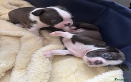 Boston Terrier dogs for sale: KC Registered 🐕❤️🏠 Puupy 🐕💙🏠Boston Terrier  - Image 10