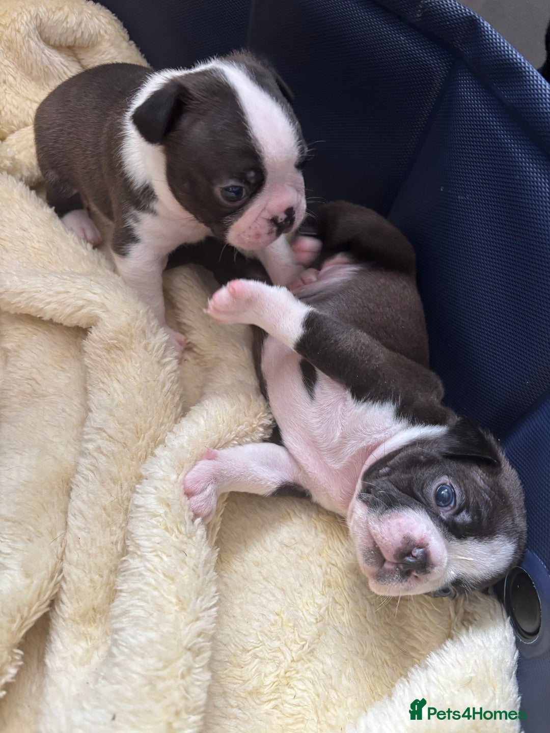 Boston Terrier dogs for sale: KC Registered 🐕❤️🏠 Puupy 🐕💙🏠Boston Terrier  - Image 10